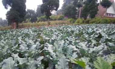 1200 m2 Tanah Kebun Strategis Hook, Langensari, Lembang, KBB