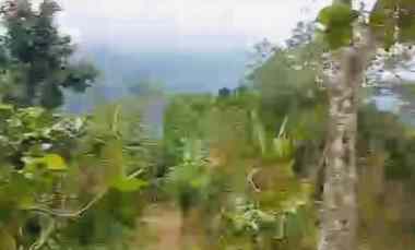 Dijual Tanah Kebun Cengkeh Luas 1 Hektar Desa Lemukin Buleleng Bali