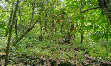 Jual Tanah Kebun Los Sungai Murah Tempat Strategis dengan Luas 2400m