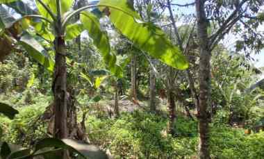 dijual tanah desa lumbung selemadeg