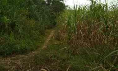 Tanah Pekarangan Luas Murah Jual Cepat Sumberlawang Sragen Jateng