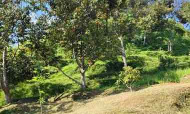 Tanah Kebun Produkitif Luas dan Murah Dikawasan Bogor Barat