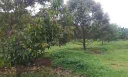 Kebun Durian Dijual Murah Luas 6000 meter 100 Pohon Siap Panen