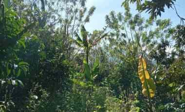 dijual tanah desa sanda kec pupuan