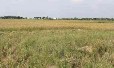 Dijual Tanah Luas di Desa Suka Asih Cikarang Kab, Bekasi