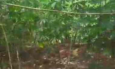 1000 m2 Tanah Kebun Subur Murah, Tenjolaut Cikalong Wetan, KBB