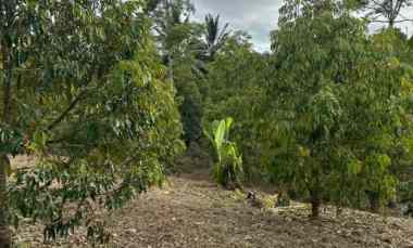 dijual tanah desa tinggarsari buleleng bali