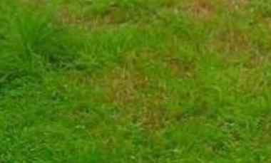 Tanah Dharmahusada Manyar Surabaya Daerah Bebas Banjir Row Jalan 3 MBL