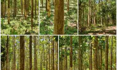 Dijual Tanah di Desa Buniwangi, Surade, Sukabumi