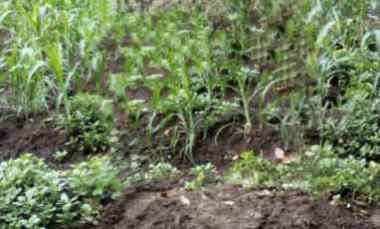 Tanah Dijual di Desa Drancang