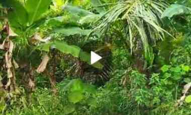 Dijual Tanah di Desa Peron Limbangan Kab Kendal