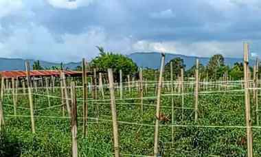 Dijual Tanah di Dolat Rayat-berastagi Area Pemukiman