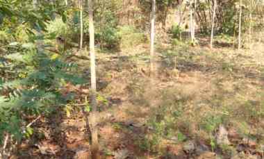 Dijual Tanah di Paluhombo Bendosari Sukoharjo