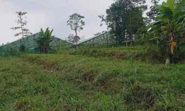 Tanah Kebun Subur Harga Baik di Tutur Wetan Kabupaten Pasuruan