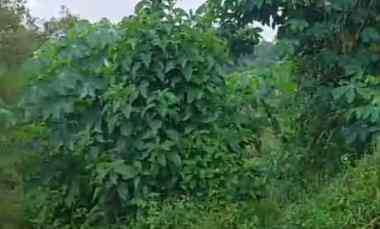 Dijual Tanah di Depan Perumahan Ruko Griya Maharaja,Bocek Krajen