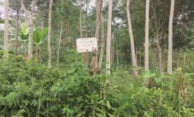 dijual tanah dijual tanah di kebun