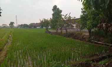 JUAL Murah Kolam Pancing Sawah Rumah Kalen, Dlanggu Mojokerto