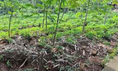 Dijual Tanah Atrategis dekat Curug Nangka Kaki Gunung Salak