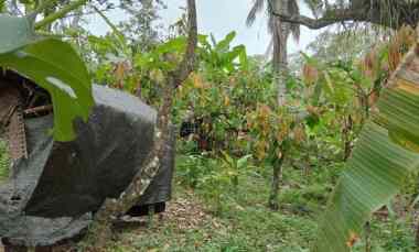 Dijual Tanah Kebun Los Sungai Kecil Murah Tempat Strategis