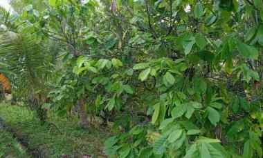 Dijual Tanah Kebun Pemandangan Laut Sawah Tempat Strategis