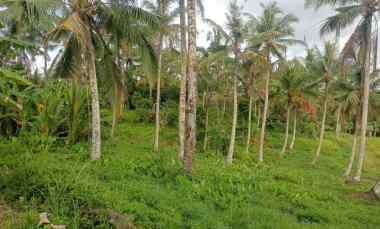 Dijual Tanah Perkebunan Pemandangan Laut dan Tempat Strategis