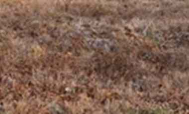 Buyer Only Rare Item Lahan Embong Gayam Surabaya dekat Hotel, Mall