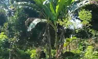 Dijual 40 are Tanah Kebun Manggis Kopi Pupuan Tabanan Bali