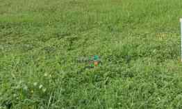 Langka Tanah Kavling Golf Avenue Citraland Bagus Strategis