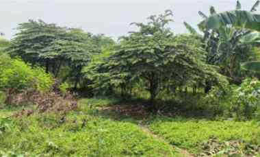 Tanah Strategis Jalan Kapuk Kamal Raya Penjaringan Jakarta Utara