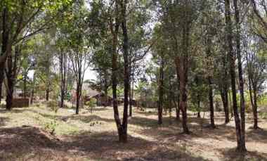 Dijual Kebun Cengkeh dekat Gedung Perundingan Linggajati