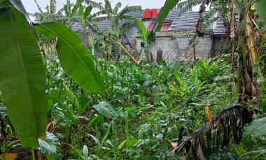 Tanah Dijual di Jalan nangka 2