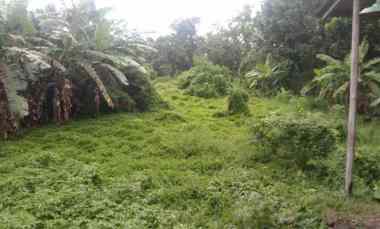 Tanah untuk Usaha dan Gudang Pinggir Jalan Pantura Pusakanagara