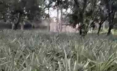 Tanah Dijual di Jalan Raya Cagak Subang, Desa Jalancagak, Kecamatan Jalancagak, Kabupaten Subang