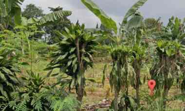 Tanah Luas Kosong Jalan Raya Cijayanti Sentul Babakan Madang