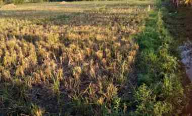 Tanah untuk Usaha Pinggir Jalan Raya Gabuswetan - Karangsinom