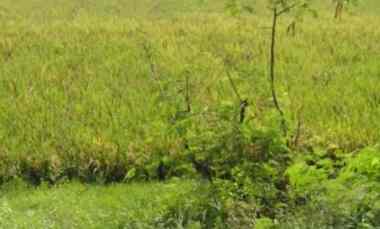 Tanah untuk Bangun Gudang atau Perumahan Pinggir Jalan Raya Anjatan