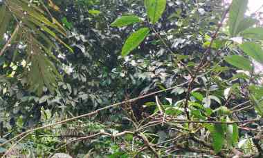 Dijual Lahan Perkebunan Manggis,kopi yang sudah Produktif Kontur Meland