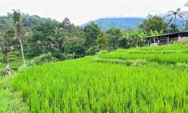 Tanah Dijual di Jenawi Karanganyar