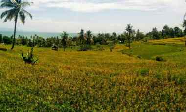 Dijual Tanah 8000 m2 Strategies Akses Jalan Utama Pemandangan Sawah