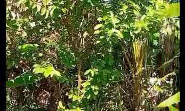 Dijual Cepat Tanah Ladang Basah Seluas 700 m2,Jarang Ada