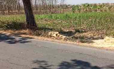 Jual Lahan untuk Perumahan Mantup Lamongan Jawa Timur