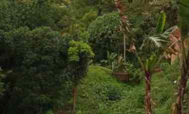 Dijual Tanah Pinggir Jalan Seluas 1.3 Hektar Cisarua Bogor