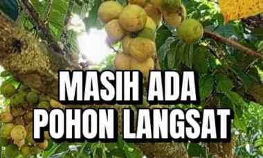 Tanah Bersertipikat dekat Bandara Supadio Pontianak Masih Ada Pohon La