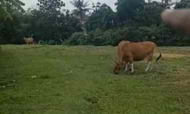 Dijual 40,75 are, jl. Panji Kebo Iwo Utara III Padangsambian Kaja Dpsr