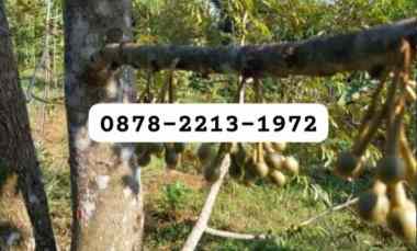 Tanah Bagus untuk Villa Kebun Buah dekat ke Citra Indah Jonggol