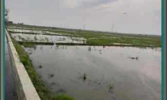 Dijual Tanah Sawah di Kalangsurya Rengasdengklok, Pinggir Jalan dan I