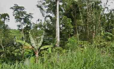 Murah Dijual 6 Ha Tanah Nol Jalan di Kalipucang Tutur Pasuruan Jatim