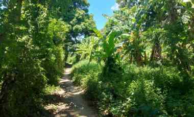 Lahan Bisnis Sukowidi Banyuwangi 7.500m Depan Bulog SHM