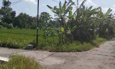 Sawah Pinggir Jalan Aspal, Hook di Kebondalem Madurejo Prambananogyaka