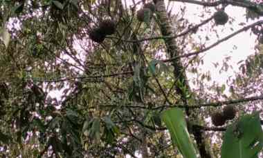 dijual tanah kebun 68 9 are jatiluwih penebel tabanan